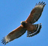 Red-shouldered Hawk