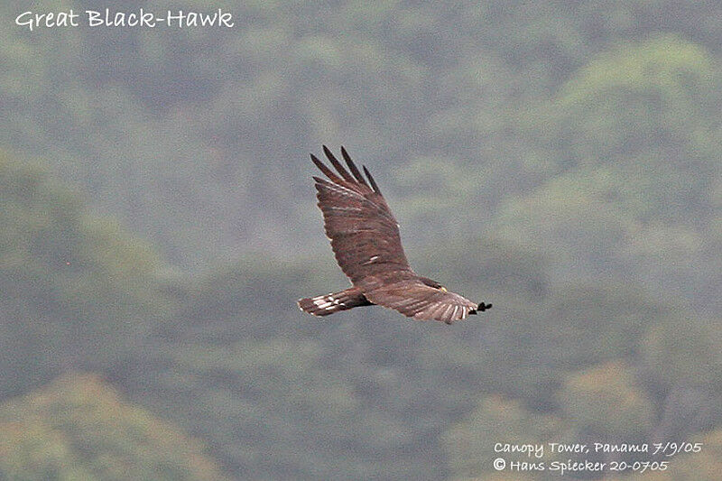 Zone-tailed Hawk