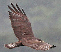 Zone-tailed Hawk