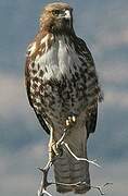 Red-tailed Hawk