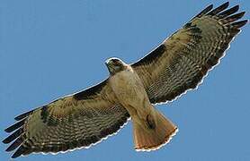 Red-tailed Hawk