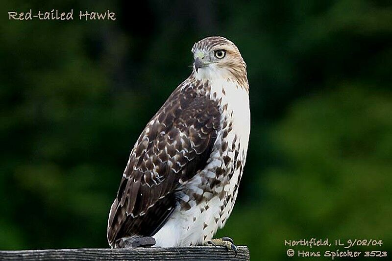 Red-tailed Hawk