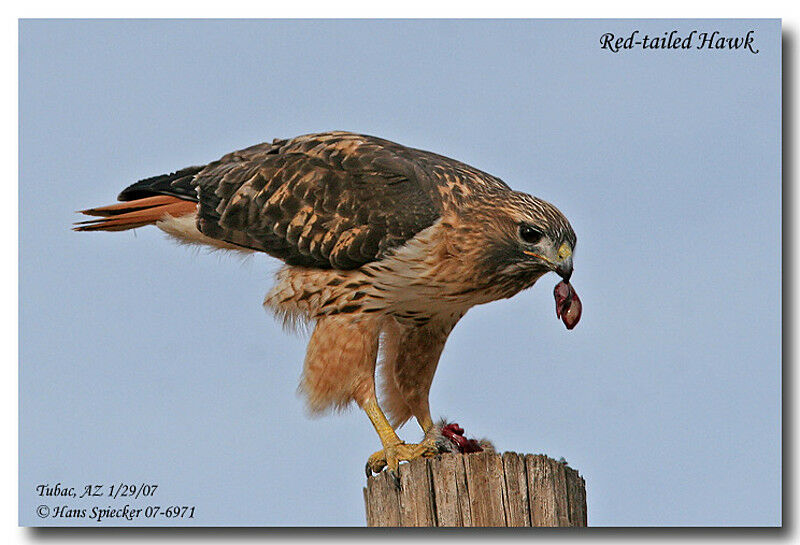 Red-tailed Hawkadult