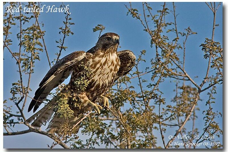 Red-tailed Hawkjuvenile