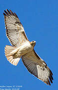 Red-tailed Hawk