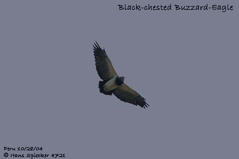 Black-chested Buzzard-Eagle