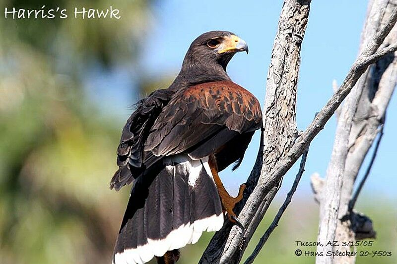 Harris's Hawk