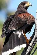 Harris's Hawk