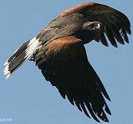 Harris's Hawk