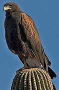 Harris's Hawk