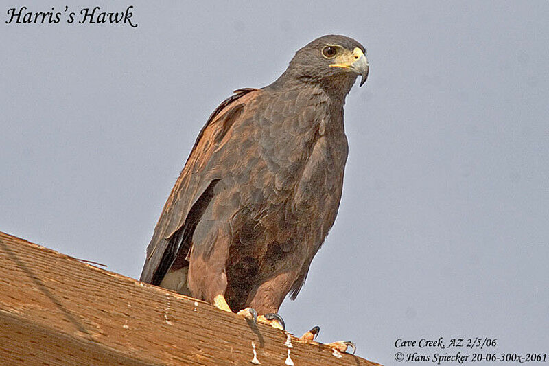 Harris's Hawk