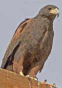 Harris's Hawk