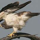 Buse de Swainson
