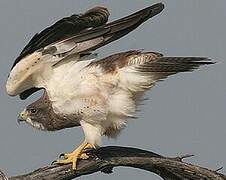 Swainson's Hawk