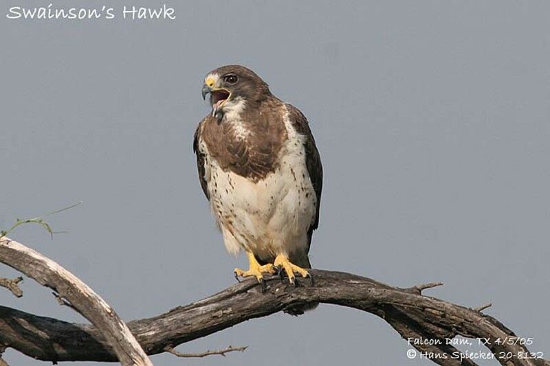 Swainson's Hawk