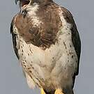 Buse de Swainson