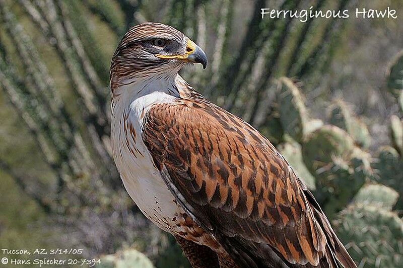 Ferruginous Hawk