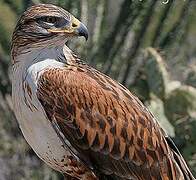 Ferruginous Hawk