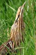 American Bittern