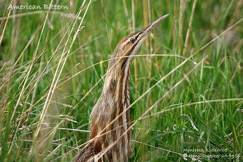 American Bittern