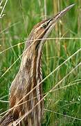 American Bittern