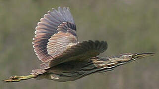 American Bittern