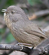 Wrentit