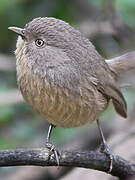 Wrentit