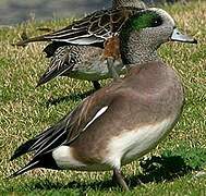 American Wigeon