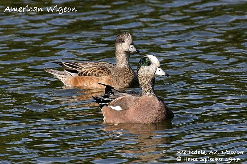 American Wigeon