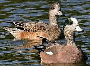 Canard à front blanc