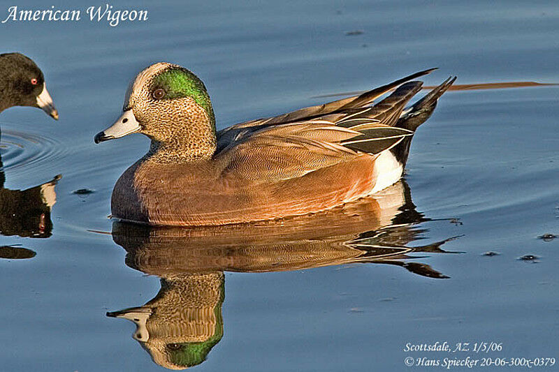 Canard à front blanc