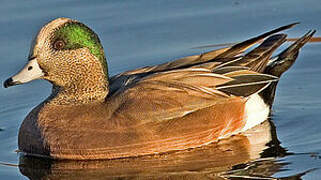 American Wigeon