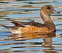 American Wigeon