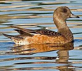 Canard à front blanc