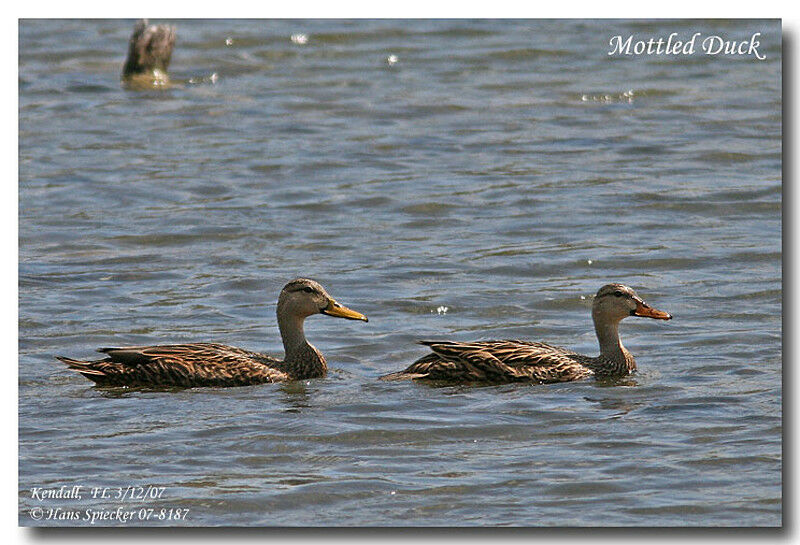 Canard brun adulte