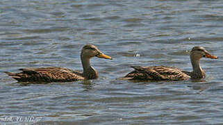 Mottled Duck