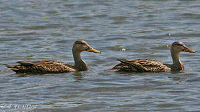 Canard brun