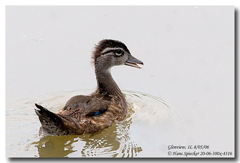 Canard carolinjuvénile