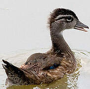 Wood Duck