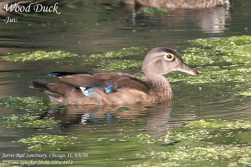 Canard carolin femelle subadulte