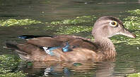 Canard carolin