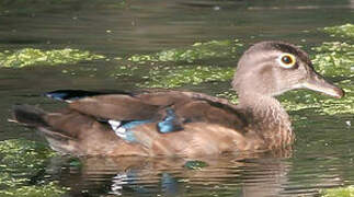 Wood Duck