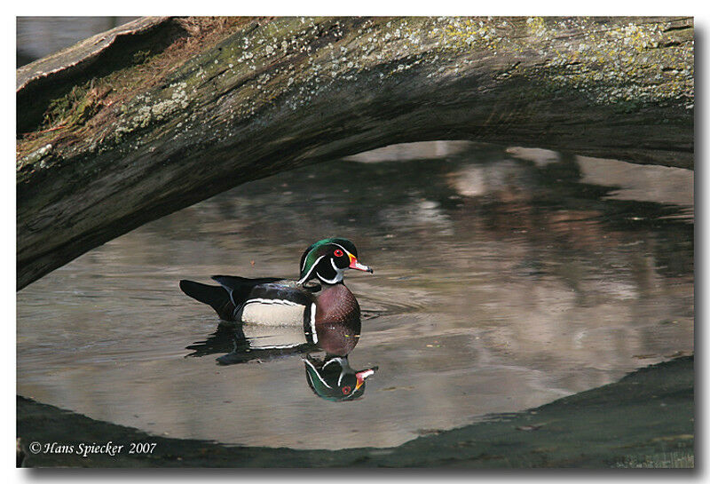 Canard carolin mâle adulte