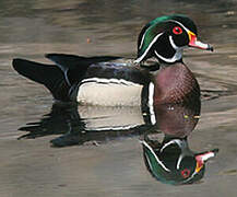 Wood Duck