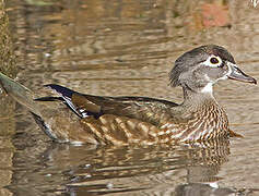 Wood Duck