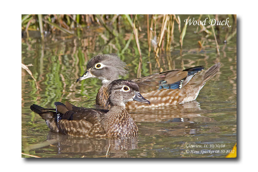 Wood Duck female