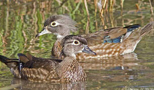 Canard carolin