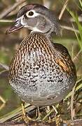 Wood Duck