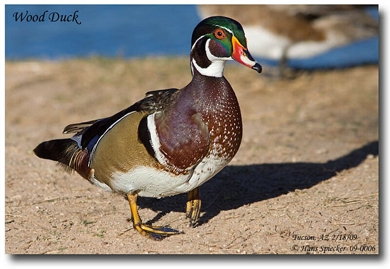 Canard carolin mâle adulte